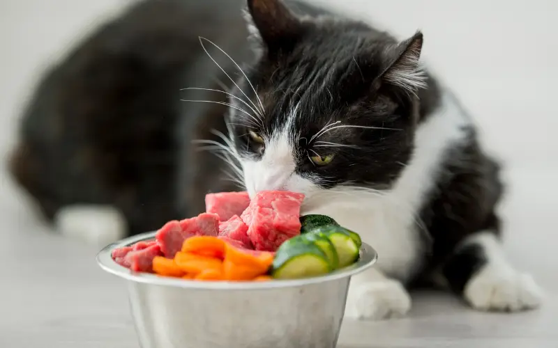 Best Diets for Elderly Cats